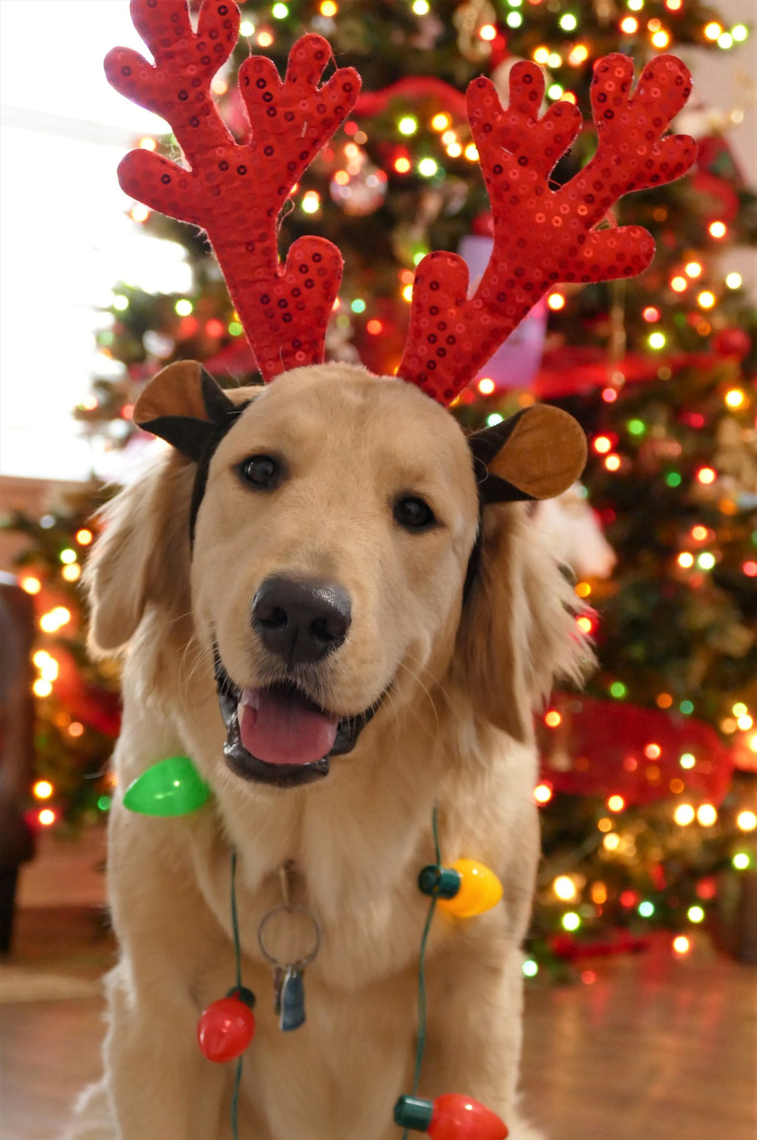 Smiling Christmas Dog | Golden Lab With Reindeer Antlers & Lights